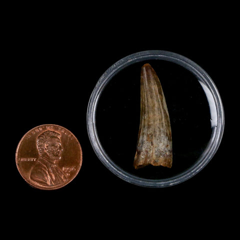 1.2" Suchomimus Fossil Tooth Cretaceous Spinosaurid Dinosaur Elraz FM Niger COA - Fossil Age Minerals