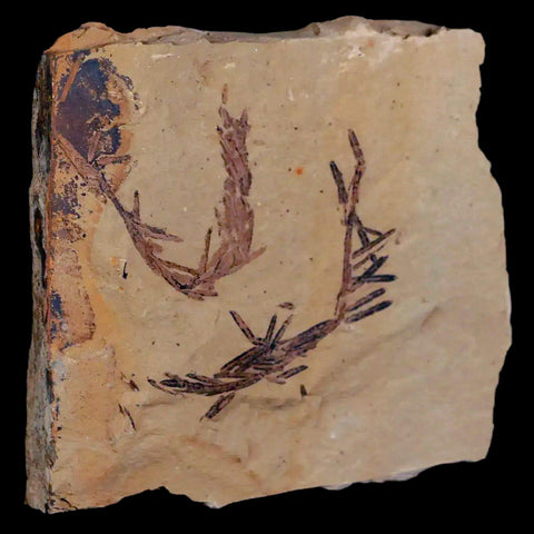 1.6" Detailed Fossil Plant Leafs Metasequoia Dawn Redwood Oligocene Age MT COA - Fossil Age Minerals