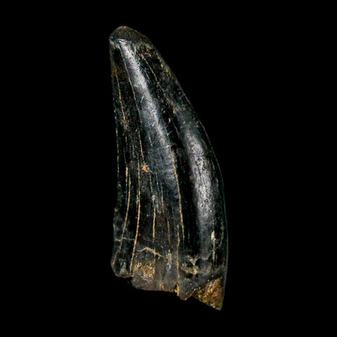0.6" Nanotyrannus Tyrannosaurus Fossil Tooth Rooted Dinosaur Hell Creek MT COA - Fossil Age Minerals