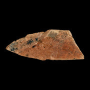 1.5" Tyrannosaurus Rex Fossil Bone Dinosaur Lance Creek Formation Wyoming COA