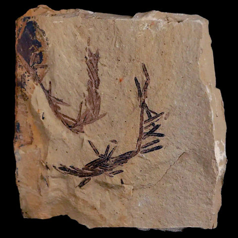 1.6" Detailed Fossil Plant Leafs Metasequoia Dawn Redwood Oligocene Age MT COA - Fossil Age Minerals