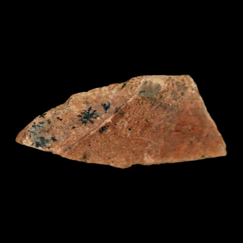 1.5" Tyrannosaurus Rex Fossil Bone Dinosaur Lance Creek Formation Wyoming COA - Fossil Age Minerals