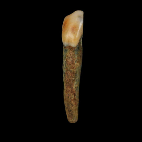 1.5" Extinct Cave Bear Ursus Spelaeus Incisor Tooth Rooted Pleistocene Age COA, Stand - Fossil Age Minerals