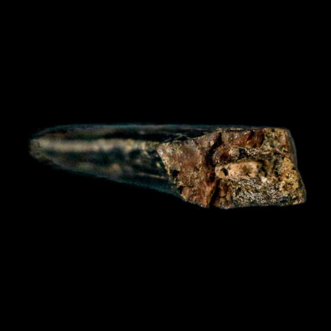 0.6" Nanotyrannus Tyrannosaurus Fossil Tooth Rooted Dinosaur Hell Creek MT COA - Fossil Age Minerals