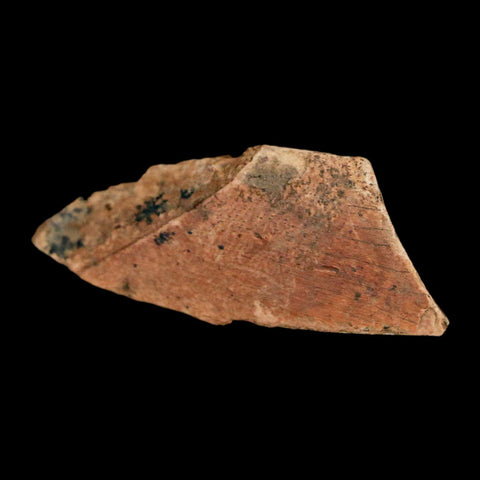1.5" Tyrannosaurus Rex Fossil Bone Dinosaur Lance Creek Formation Wyoming COA - Fossil Age Minerals