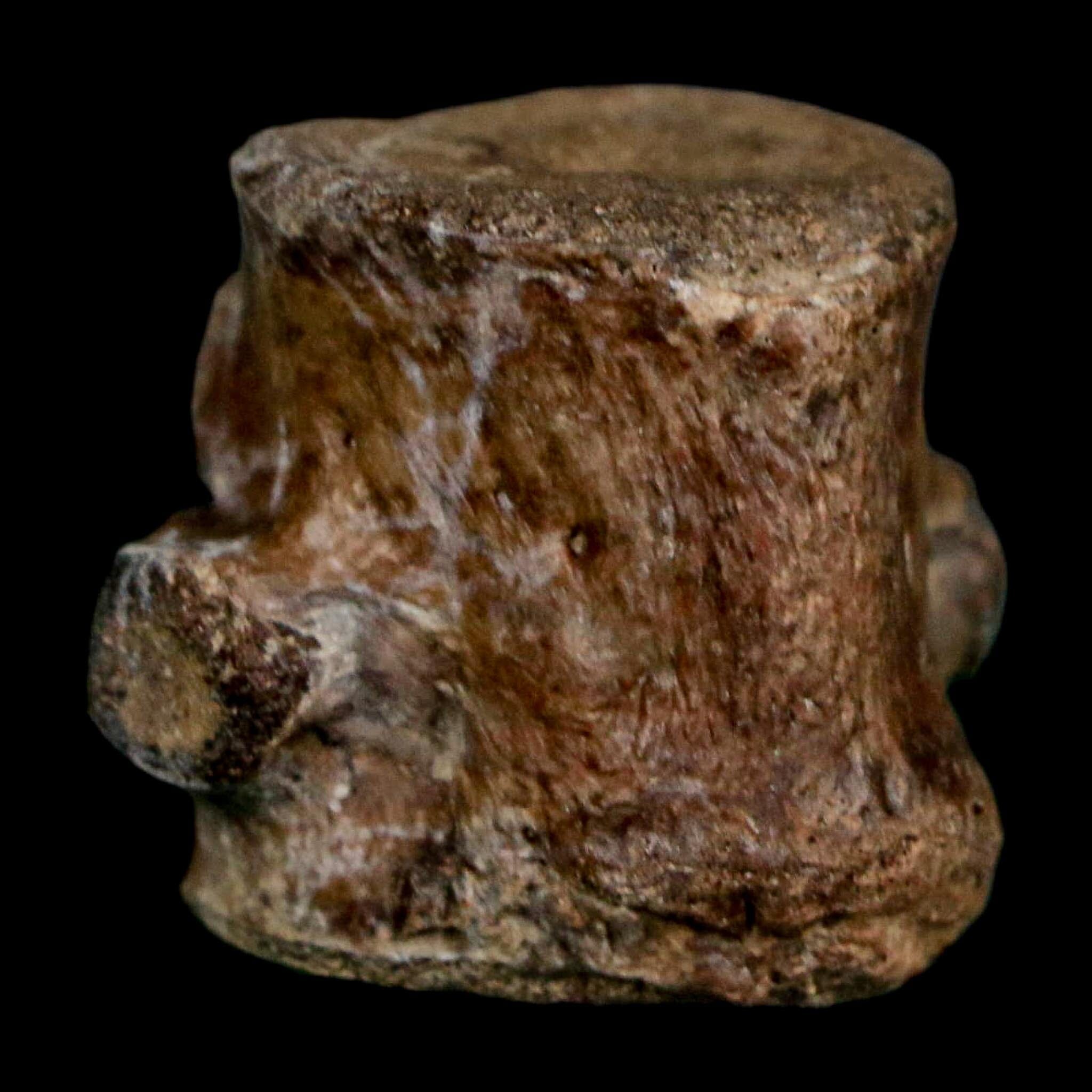 1.1" Champsosaurus Gigas Reptile Fossil Vertebrae Cretaceous Hell Creek FM MT COA - Fossil Age Minerals
