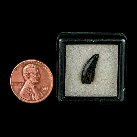 0.6" Nanotyrannus Tyrannosaurus Fossil Tooth Rooted Dinosaur Hell Creek MT COA - Fossil Age Minerals