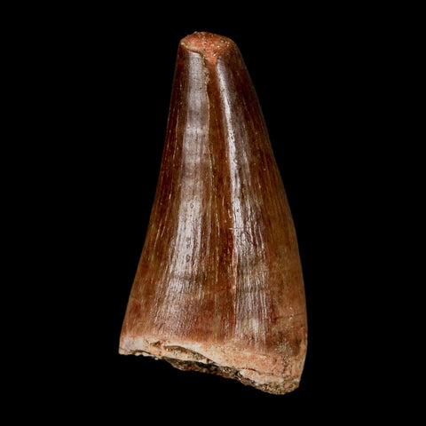 1.9"  Mosasaur Prognathodon Fossil Tooth Cretaceous Dinosaur Era COA & Stand