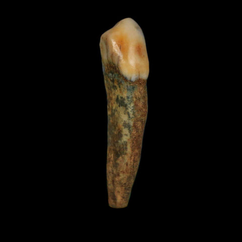 1.5" Extinct Cave Bear Ursus Spelaeus Incisor Tooth Rooted Pleistocene Age COA, Stand - Fossil Age Minerals