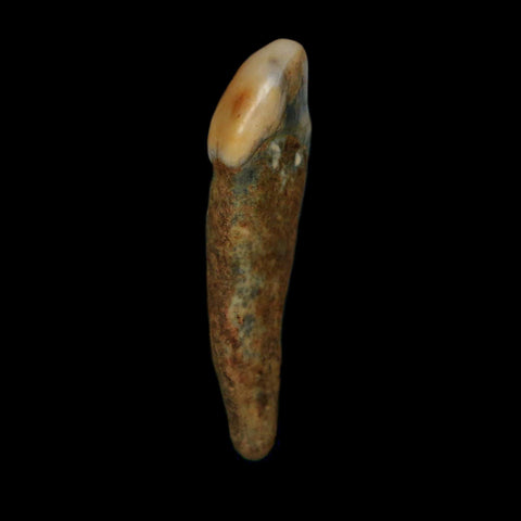 1.5" Extinct Cave Bear Ursus Spelaeus Incisor Tooth Rooted Pleistocene Age COA, Stand - Fossil Age Minerals