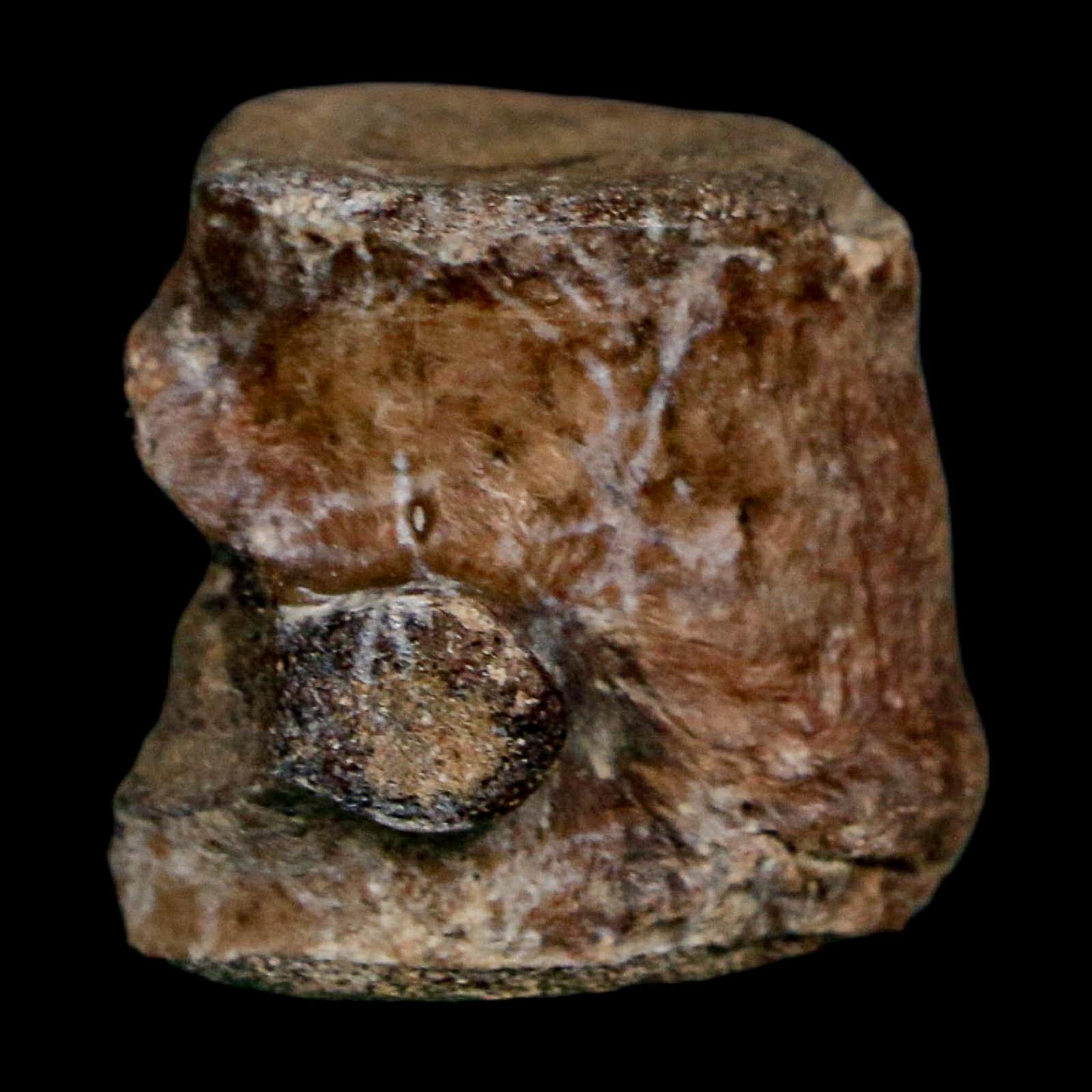 1.1" Champsosaurus Gigas Reptile Fossil Vertebrae Cretaceous Hell Creek FM MT COA - Fossil Age Minerals