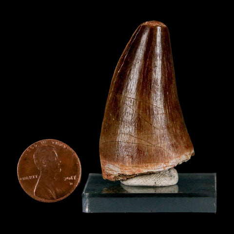 1.9"  Mosasaur Prognathodon Fossil Tooth Cretaceous Dinosaur Era COA & Stand