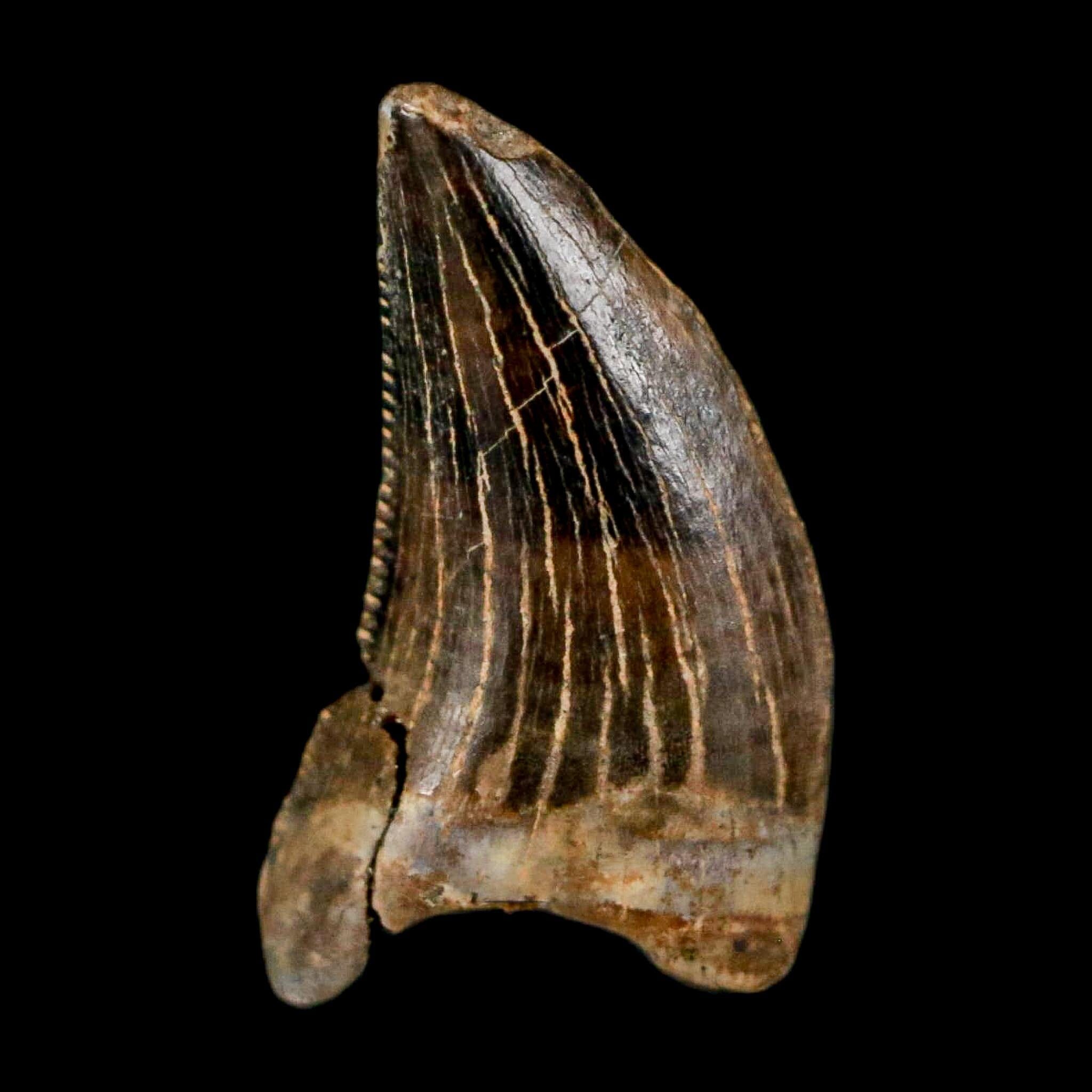 0.5" Nanotyrannus Tyrannosaurus Fossil Tooth Rooted Dinosaur Hell Creek MT COA - Fossil Age Minerals