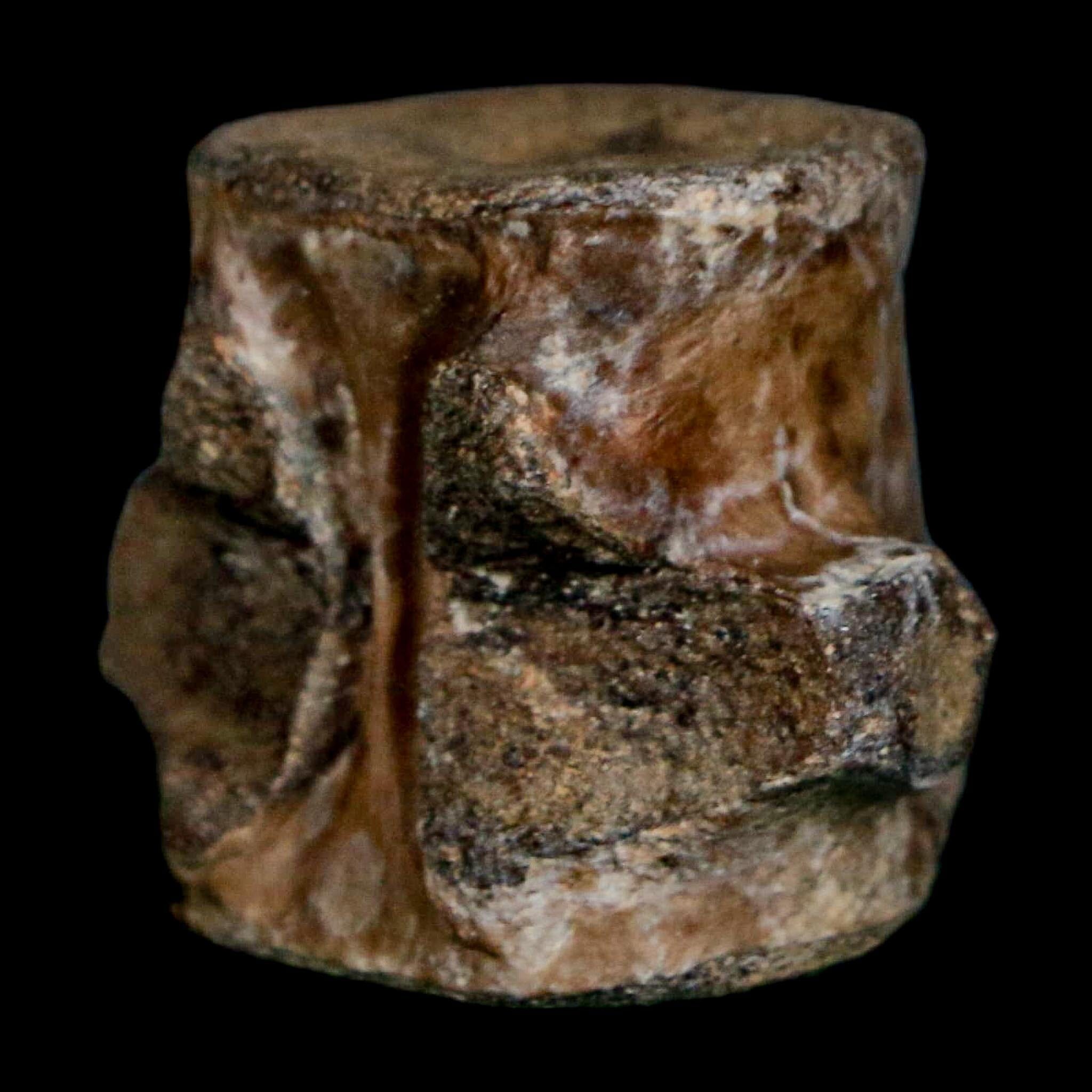 1.1" Champsosaurus Gigas Reptile Fossil Vertebrae Cretaceous Hell Creek FM MT COA - Fossil Age Minerals