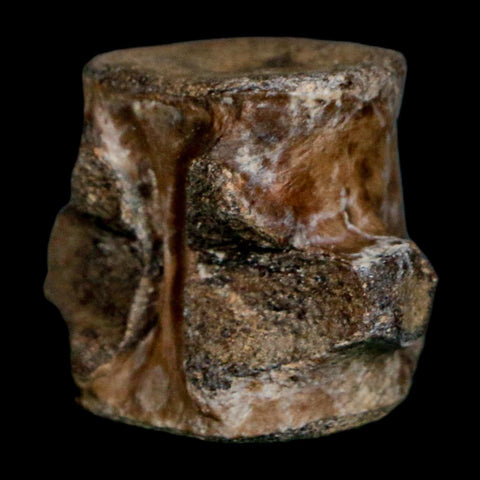 1.1" Champsosaurus Gigas Reptile Fossil Vertebrae Cretaceous Hell Creek FM MT COA - Fossil Age Minerals