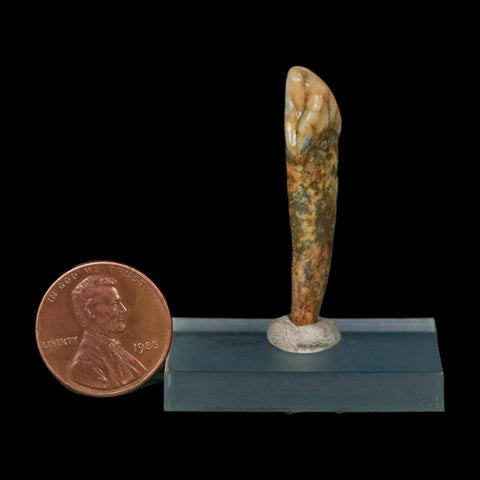 1.5" Extinct Cave Bear Ursus Spelaeus Incisor Tooth Rooted Pleistocene Age COA, Stand - Fossil Age Minerals