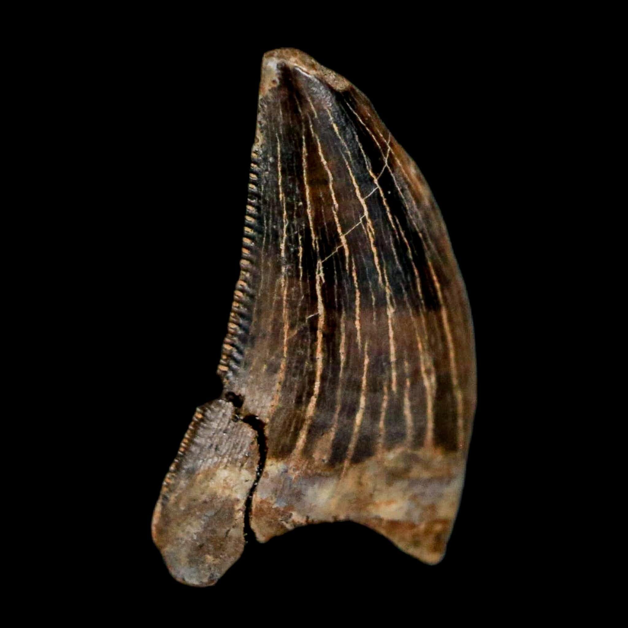 0.5" Nanotyrannus Tyrannosaurus Fossil Tooth Rooted Dinosaur Hell Creek MT COA - Fossil Age Minerals