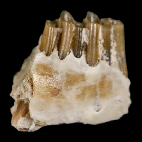 0.4" Palaeolagus Hayeni Fossil Jaw Section Teeth Oligocene Epoch South Dakota Display - Fossil Age Minerals