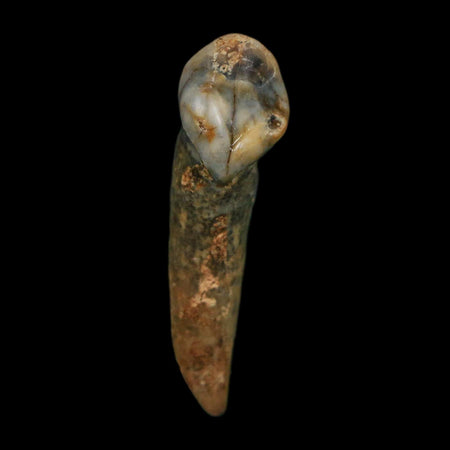 1.4" Extinct Cave Bear Ursus Spelaeus Incisor Tooth Rooted Pleistocene Age COA, Stand