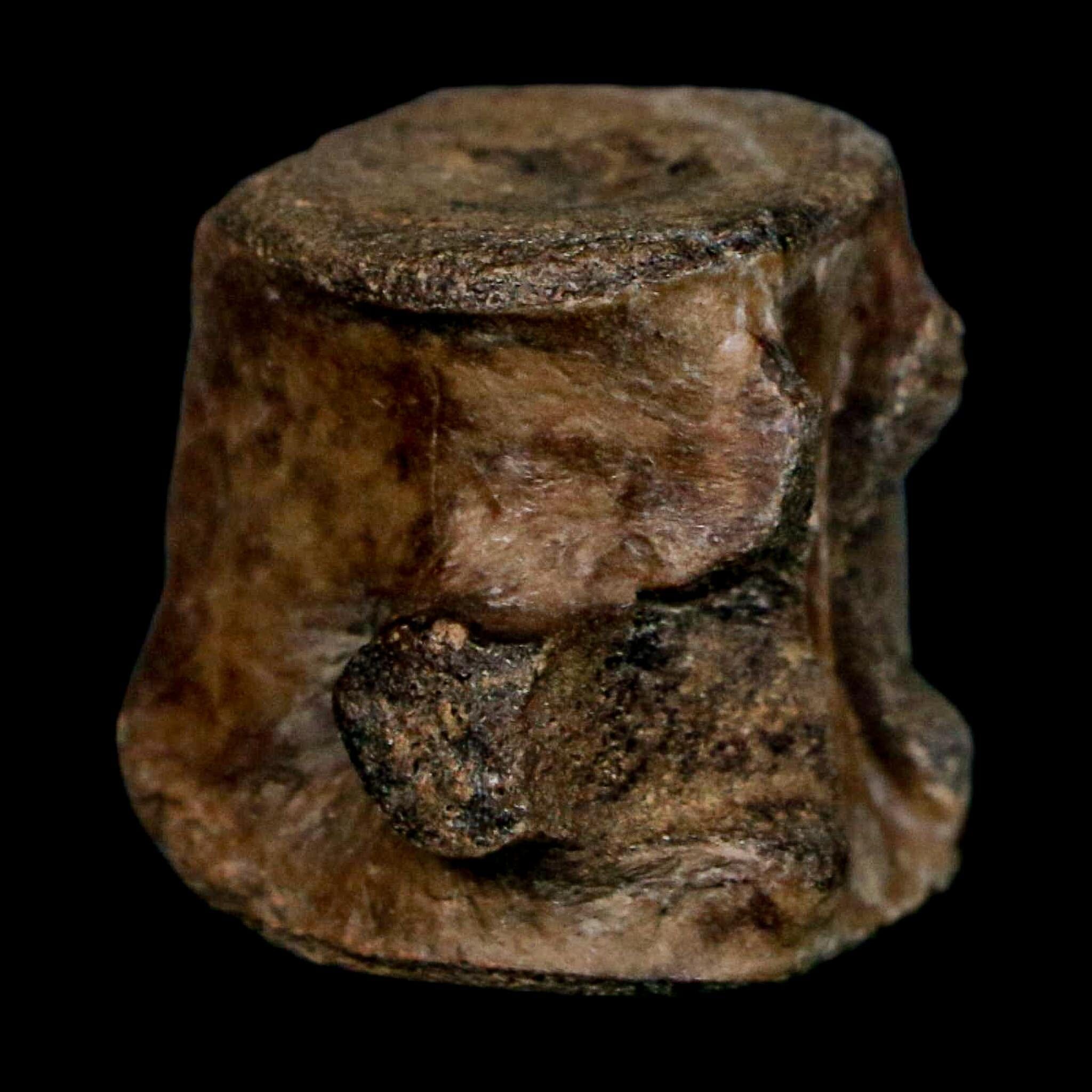 1.1" Champsosaurus Gigas Reptile Fossil Vertebrae Cretaceous Hell Creek FM MT COA - Fossil Age Minerals