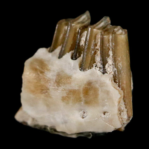 0.4" Palaeolagus Hayeni Fossil Jaw Section Teeth Oligocene Epoch South Dakota Display - Fossil Age Minerals