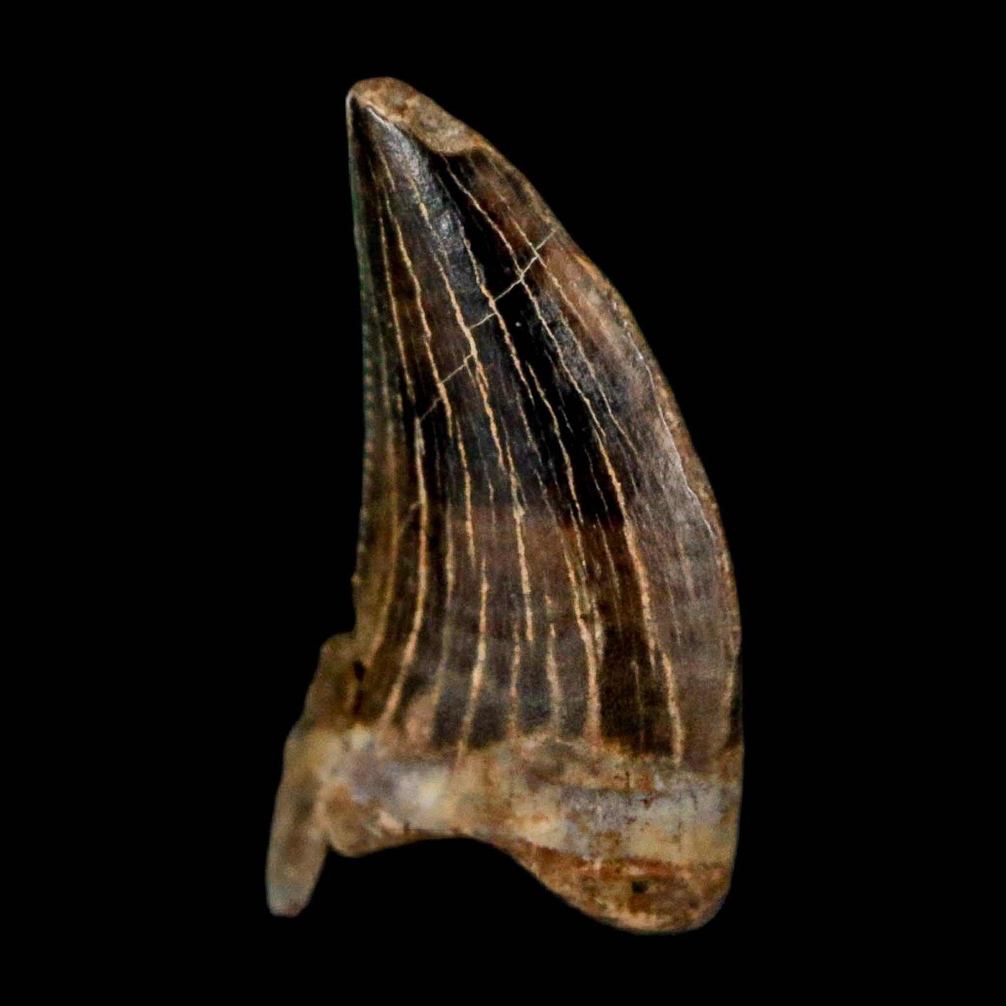 0.5" Nanotyrannus Tyrannosaurus Fossil Tooth Rooted Dinosaur Hell Creek MT COA - Fossil Age Minerals