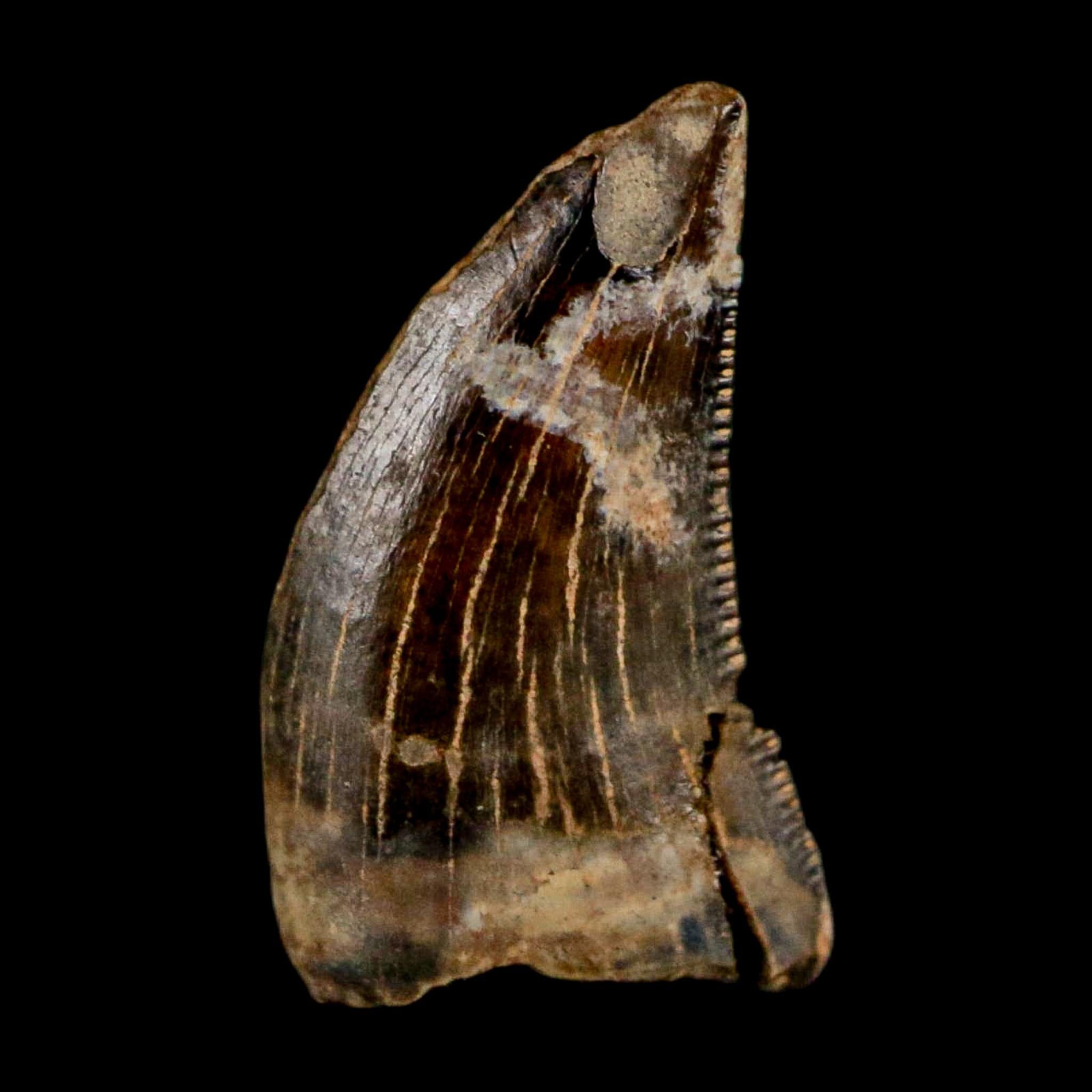 0.5" Nanotyrannus Tyrannosaurus Fossil Tooth Rooted Dinosaur Hell Creek MT COA - Fossil Age Minerals
