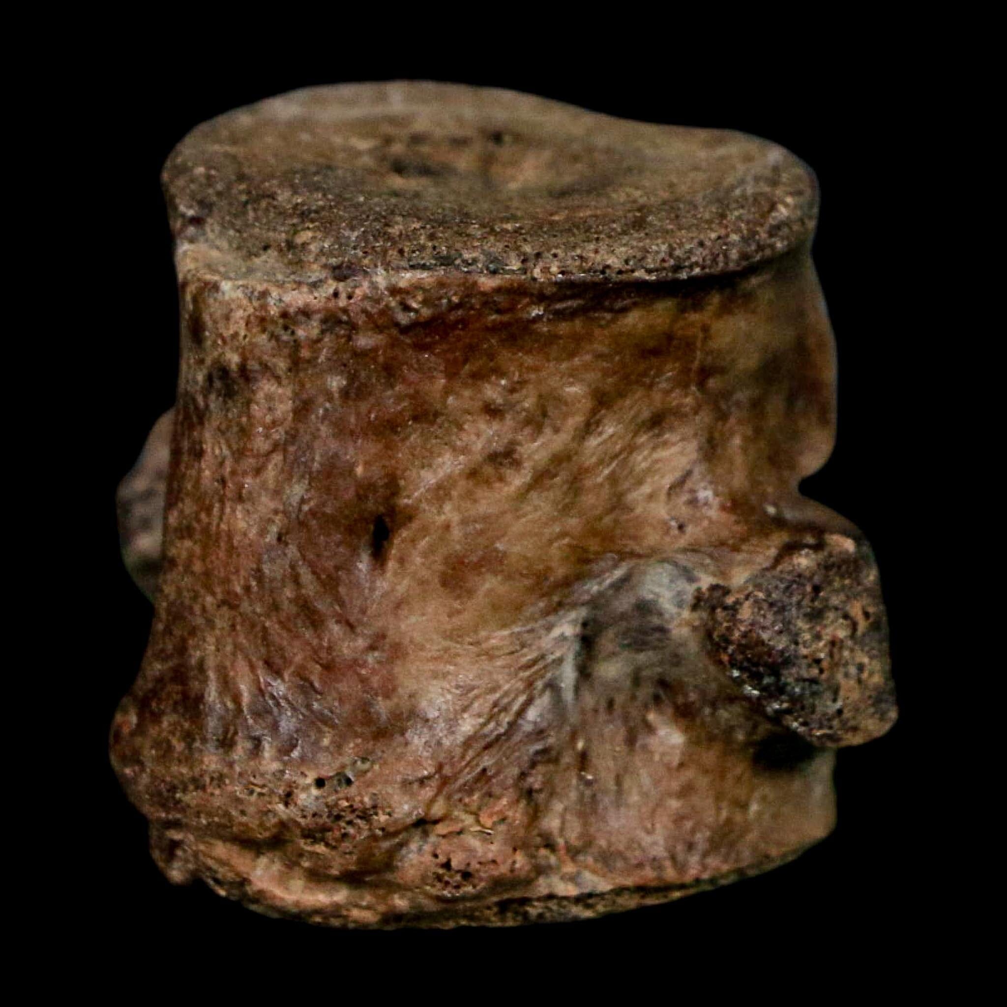 1.1" Champsosaurus Gigas Reptile Fossil Vertebrae Cretaceous Hell Creek FM MT COA - Fossil Age Minerals