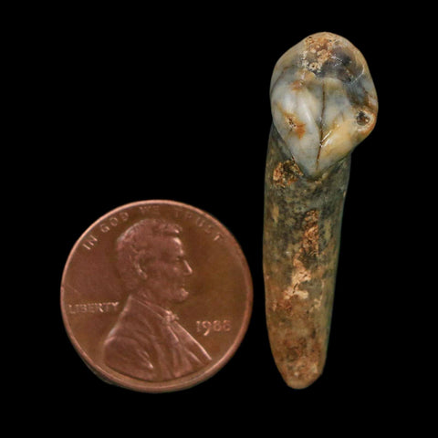 1.4" Extinct Cave Bear Ursus Spelaeus Incisor Tooth Rooted Pleistocene Age COA, Stand - Fossil Age Minerals