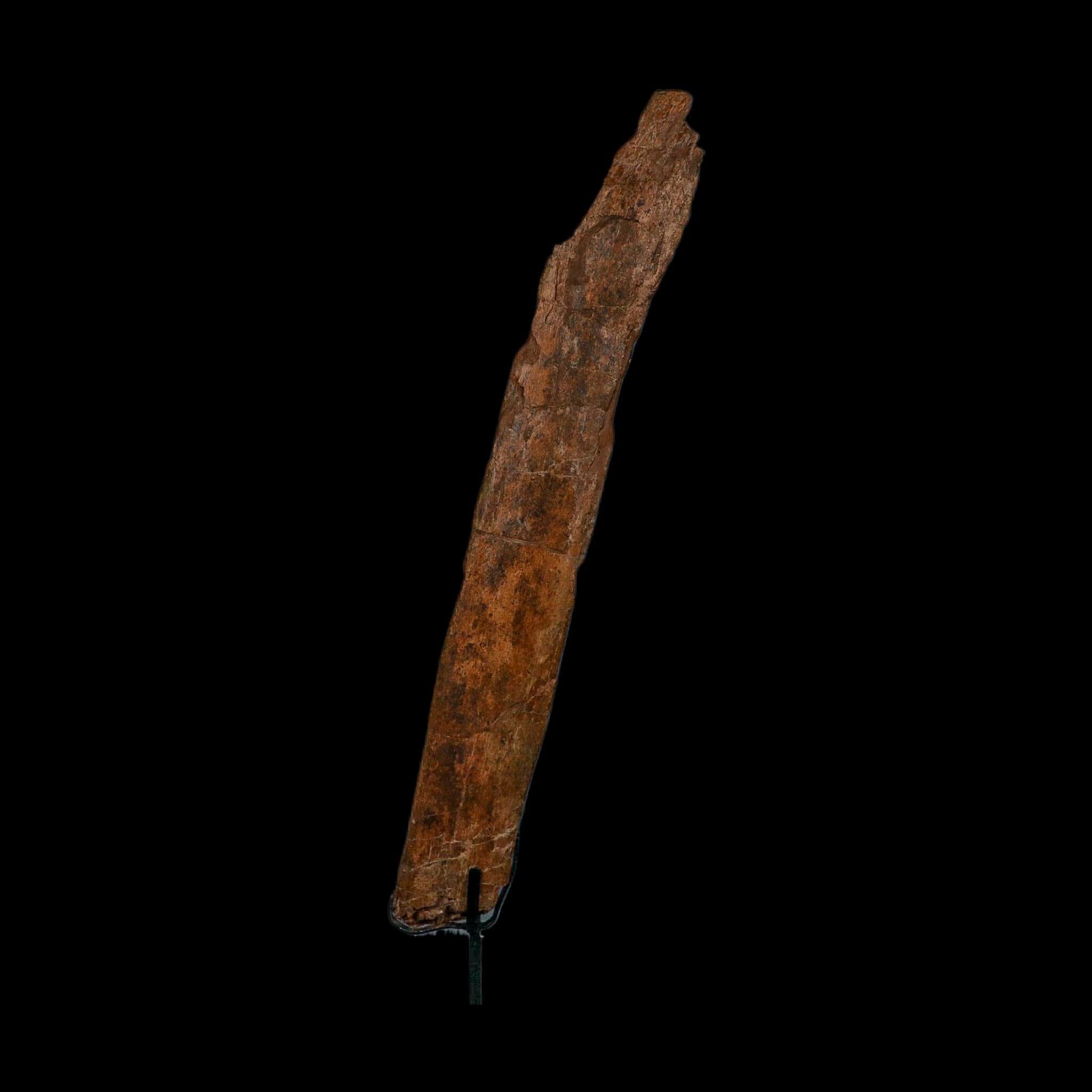 14.1" Triceratops Fossil Rib Bone Hell Creek FM Cretaceous Dinosaur MT COA Stand