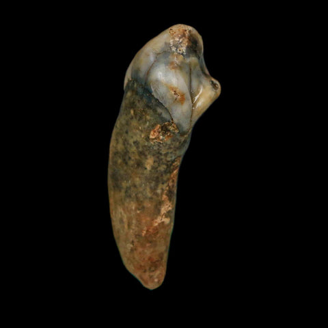1.4" Extinct Cave Bear Ursus Spelaeus Incisor Tooth Rooted Pleistocene Age COA, Stand - Fossil Age Minerals