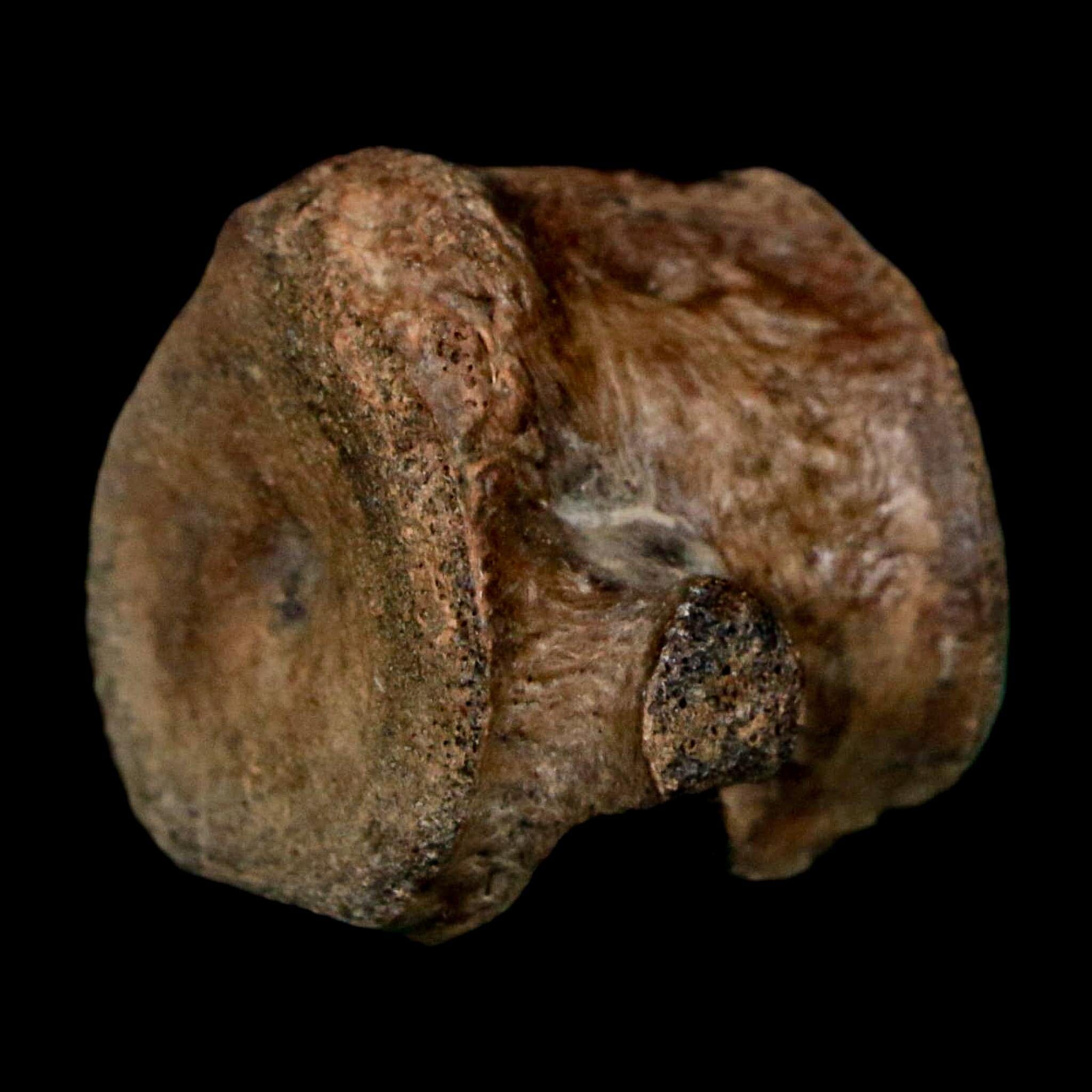1.1" Champsosaurus Gigas Reptile Fossil Vertebrae Cretaceous Hell Creek FM MT COA - Fossil Age Minerals