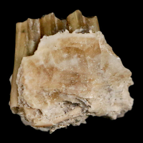 0.4" Palaeolagus Hayeni Fossil Jaw Section Teeth Oligocene Epoch South Dakota Display - Fossil Age Minerals