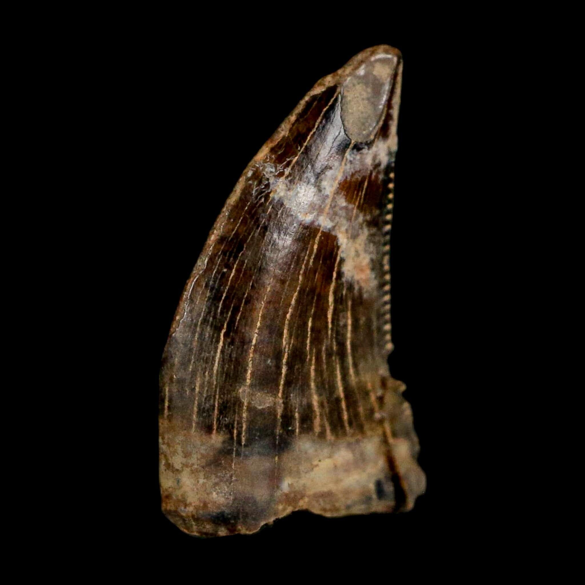 0.5" Nanotyrannus Tyrannosaurus Fossil Tooth Rooted Dinosaur Hell Creek MT COA - Fossil Age Minerals