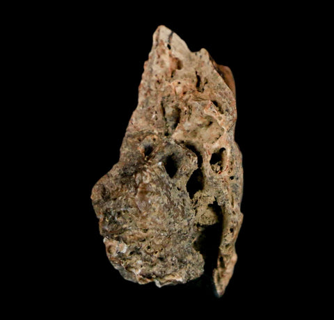 0.9" Raptor Theropod Fossil Bone Cretaceous Dinosaur Judith River FM MT COA Display