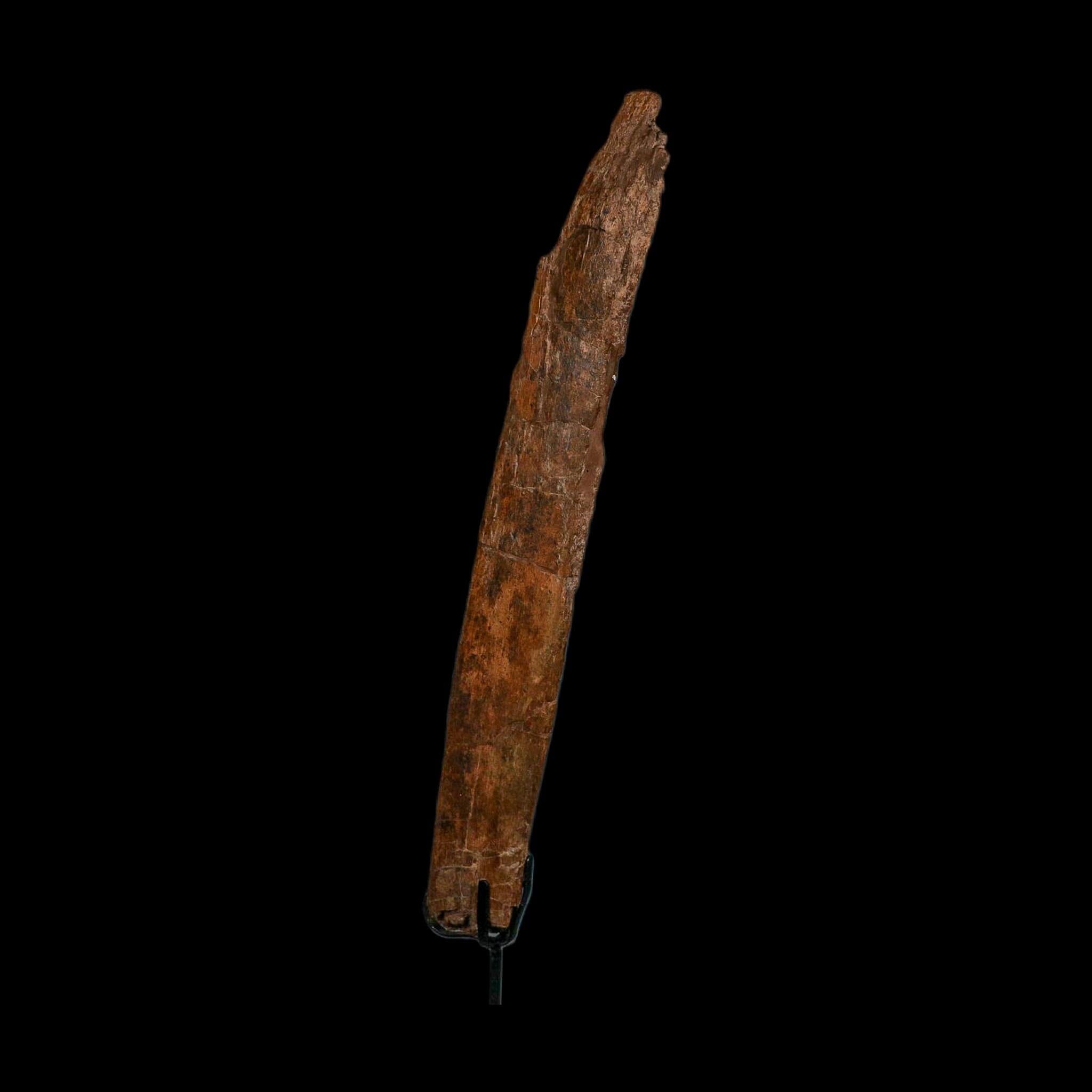 14.1" Triceratops Fossil Rib Bone Hell Creek FM Cretaceous Dinosaur MT COA Stand