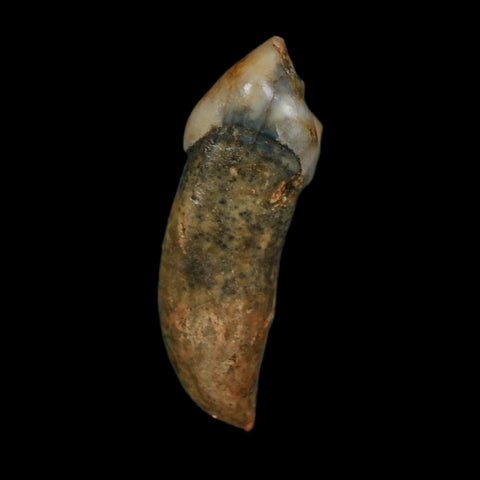 1.4" Extinct Cave Bear Ursus Spelaeus Incisor Tooth Rooted Pleistocene Age COA, Stand - Fossil Age Minerals