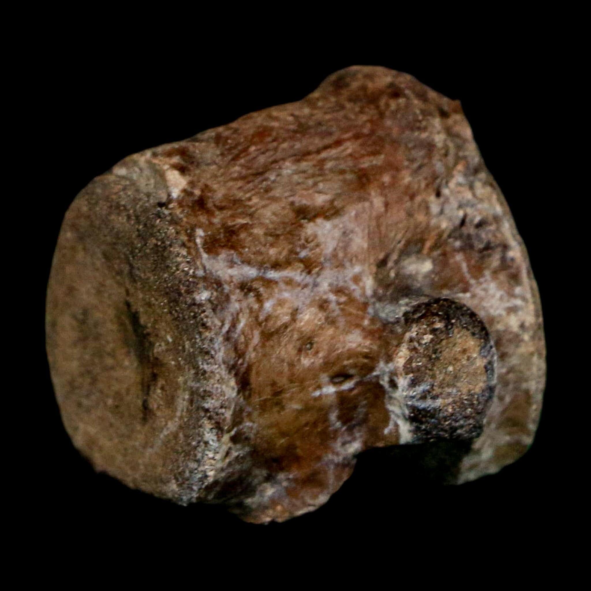 1.1" Champsosaurus Gigas Reptile Fossil Vertebrae Cretaceous Hell Creek FM MT COA - Fossil Age Minerals