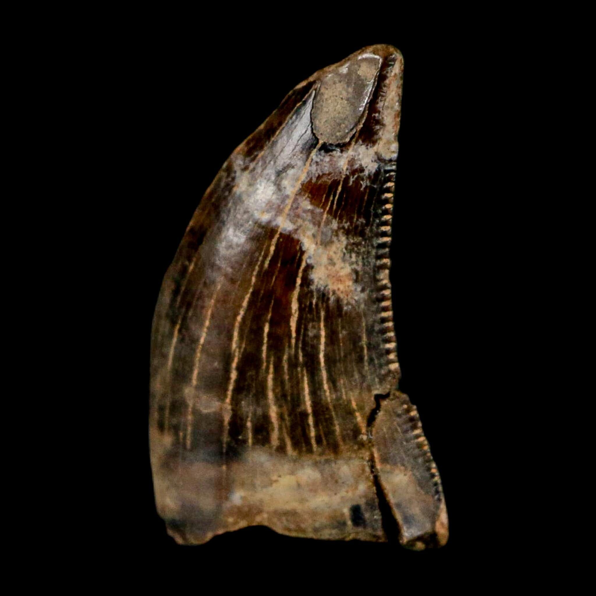 0.5" Nanotyrannus Tyrannosaurus Fossil Tooth Rooted Dinosaur Hell Creek MT COA - Fossil Age Minerals