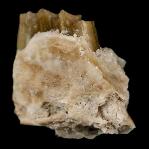 0.4" Palaeolagus Hayeni Fossil Jaw Section Teeth Oligocene Epoch South Dakota Display - Fossil Age Minerals