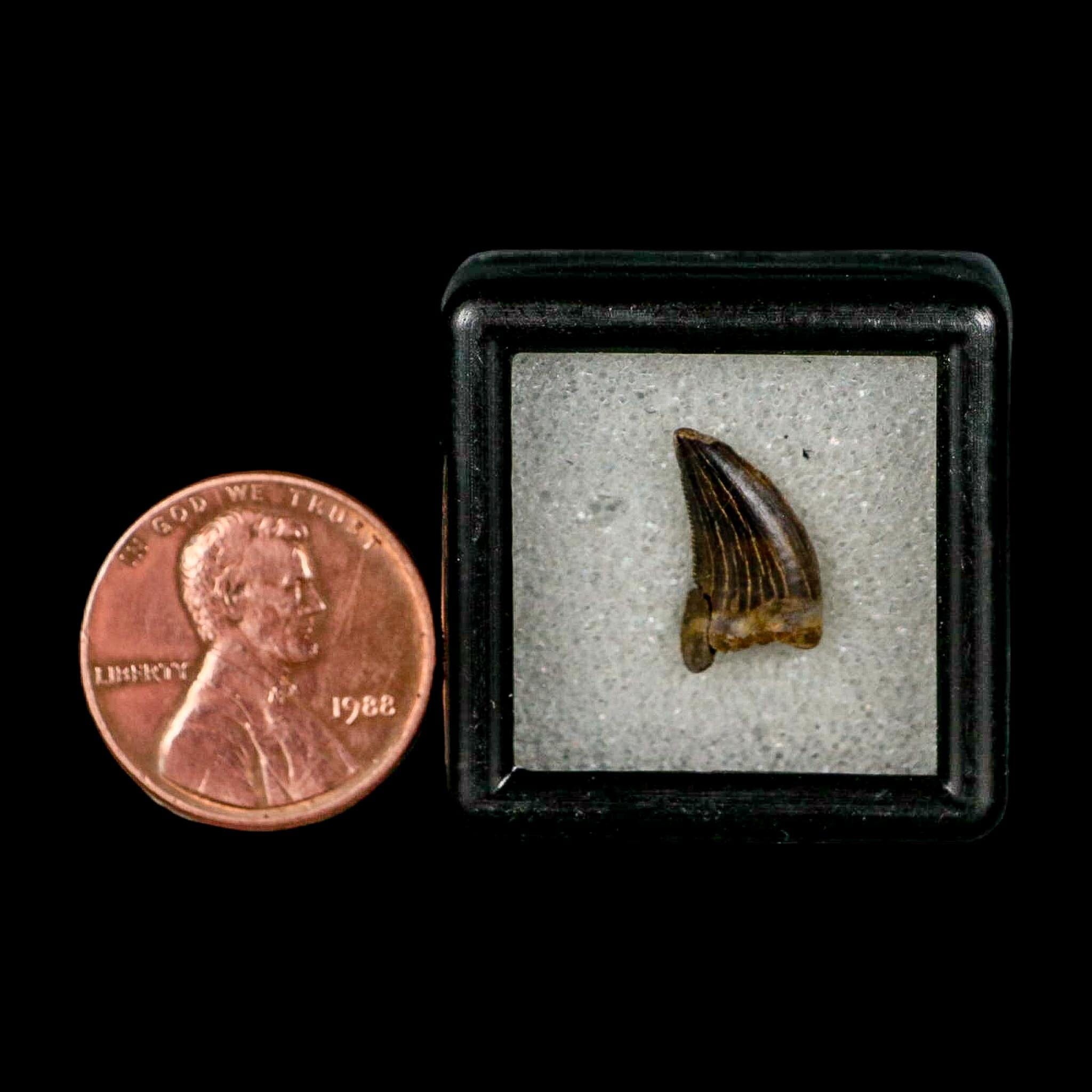 0.5" Nanotyrannus Tyrannosaurus Fossil Tooth Rooted Dinosaur Hell Creek MT COA - Fossil Age Minerals