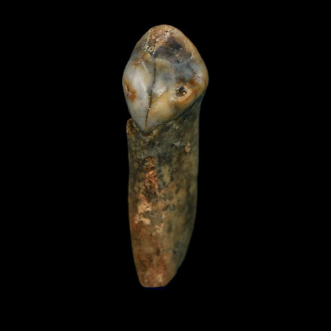 1.4" Extinct Cave Bear Ursus Spelaeus Incisor Tooth Rooted Pleistocene Age COA, Stand - Fossil Age Minerals