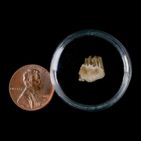 0.4" Palaeolagus Hayeni Fossil Jaw Section Teeth Oligocene Epoch South Dakota Display - Fossil Age Minerals
