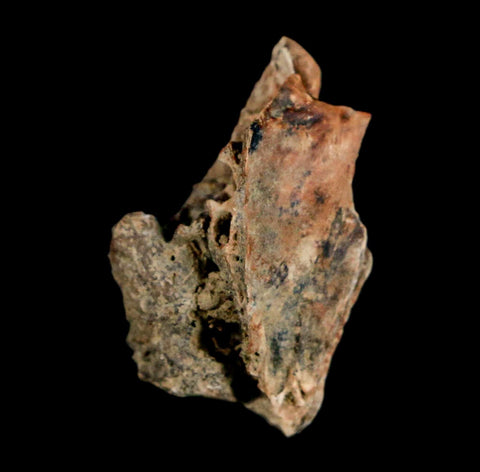 0.9" Raptor Theropod Fossil Bone Cretaceous Dinosaur Judith River FM MT COA Display
