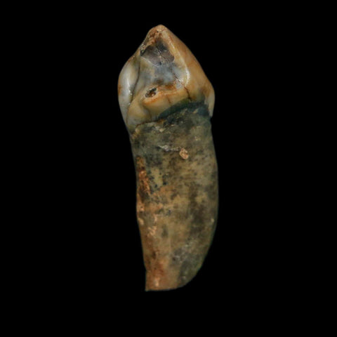 1.4" Extinct Cave Bear Ursus Spelaeus Incisor Tooth Rooted Pleistocene Age COA, Stand - Fossil Age Minerals