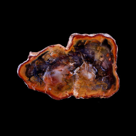 3.1" Fossilized Polished Petrified Wood Branch Madagascar 66-225 Million Yrs Old