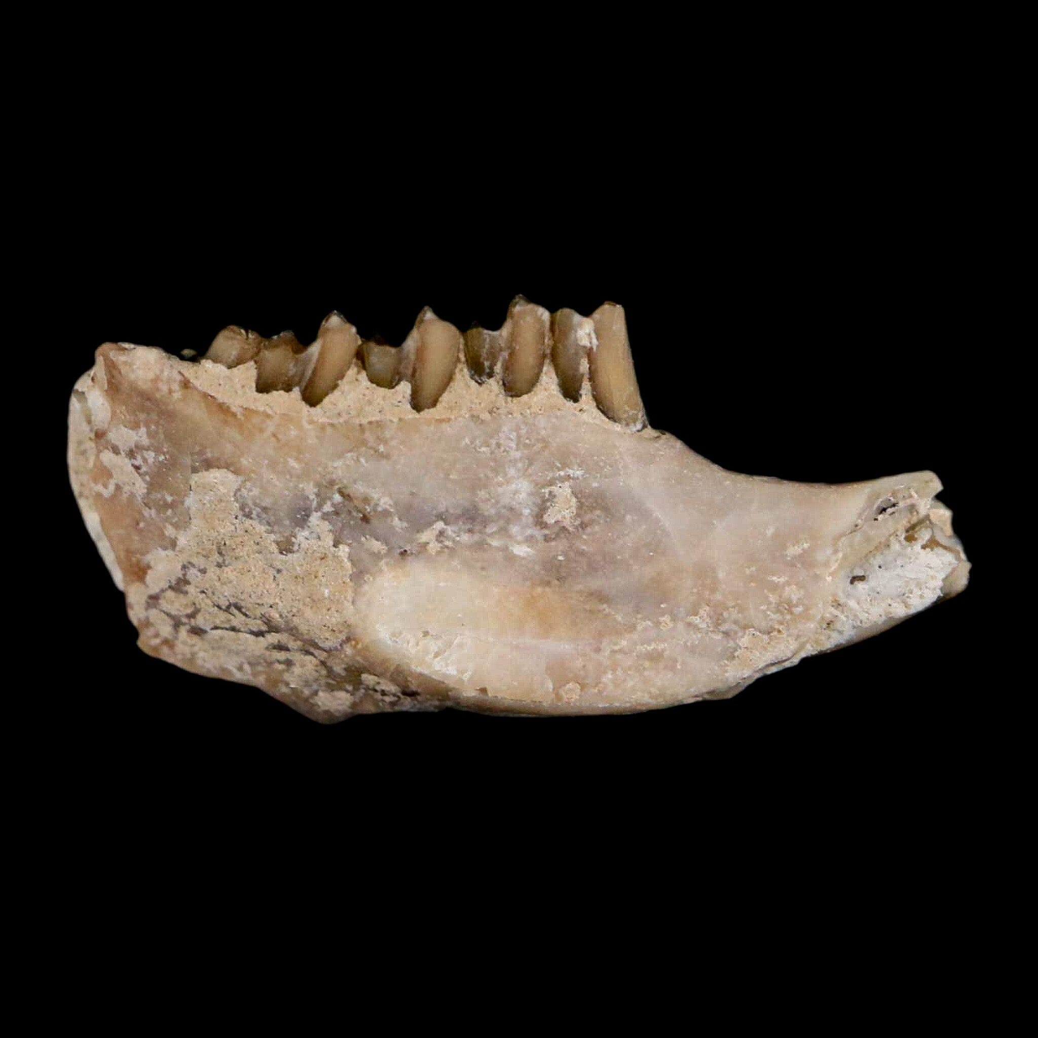 0.8" Palaeolagus Hayeni Fossil Jaw Section Teeth Oligocene Epoch South Dakota Display - Fossil Age Minerals