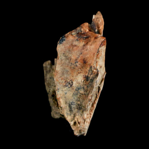 0.9" Raptor Theropod Fossil Bone Cretaceous Dinosaur Judith River FM MT COA Display