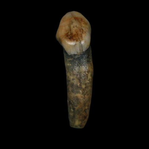 1.4" Extinct Cave Bear Ursus Spelaeus Incisor Tooth Rooted Pleistocene Age COA, Stand - Fossil Age Minerals