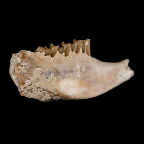 0.8" Palaeolagus Hayeni Fossil Jaw Section Teeth Oligocene Epoch South Dakota Display - Fossil Age Minerals